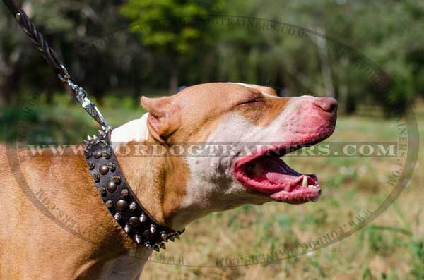 Exclusive decorated leather collar for Pitbull