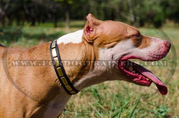 Elegant leather collar with one row of brass plates for Pitbull