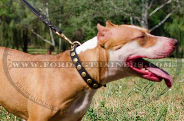 Leather Pitbull Collar Decorated With Doted Circles