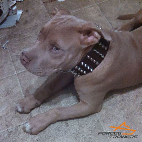 Custom-designed leather dog collar for walking