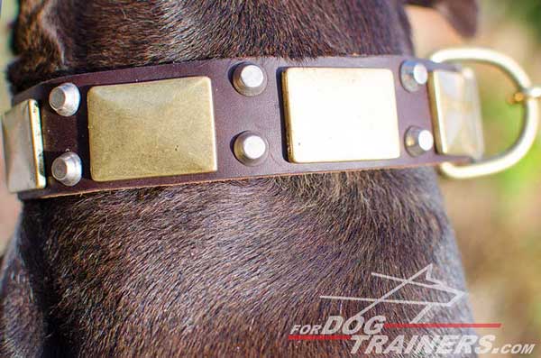 Wide leather collar with brass hardware and exclusive decoration for Pitbull