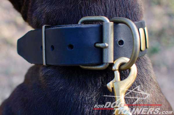 Reliable leather Pitbull collar with brass hardware