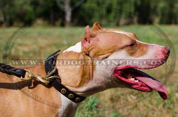 Decorated leather Pitbull collar with doted circles