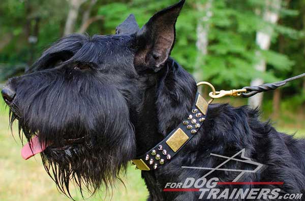 Dog Collar with riveted hardware for Riesenshnauzer