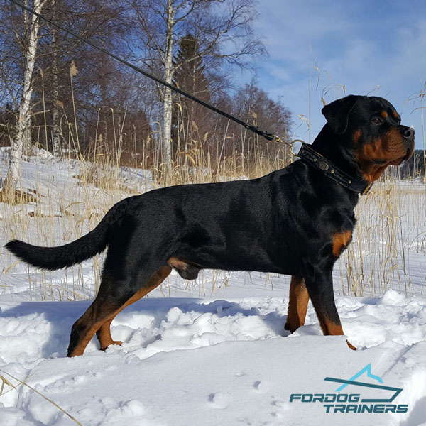 Exclusive Leather Collar for Rottweiler Awesome Look