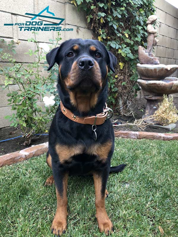 Tan Leather Rotty Collar with Rust-proof Brass Decor