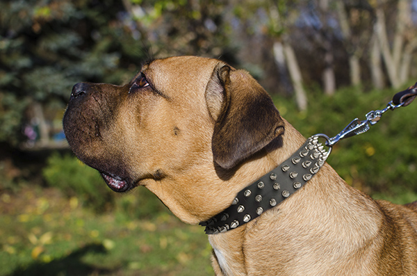 Walking Leather Dog Collar on Cane Corso