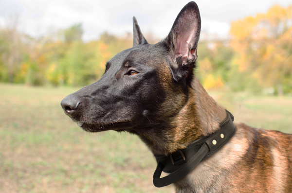 Training Dog Collar Made of Leather on Pitbull