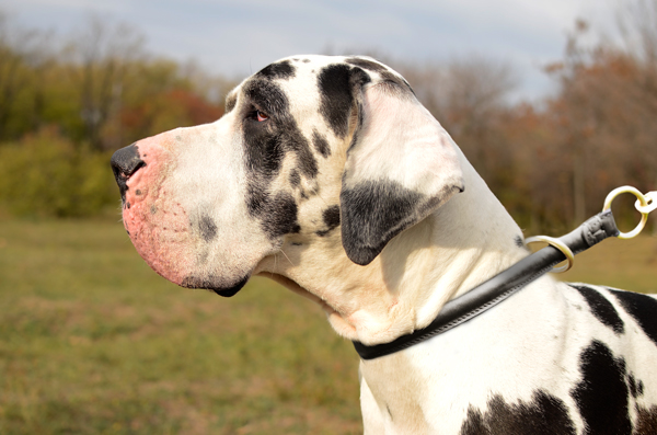 Rolled Leather Choke Collar on Great Dane