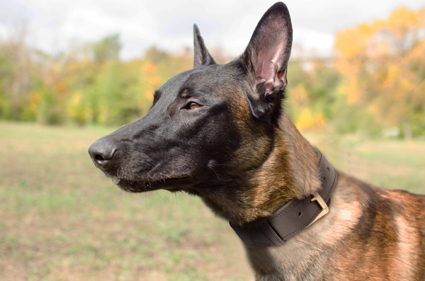 Leather Walking Dog Collar