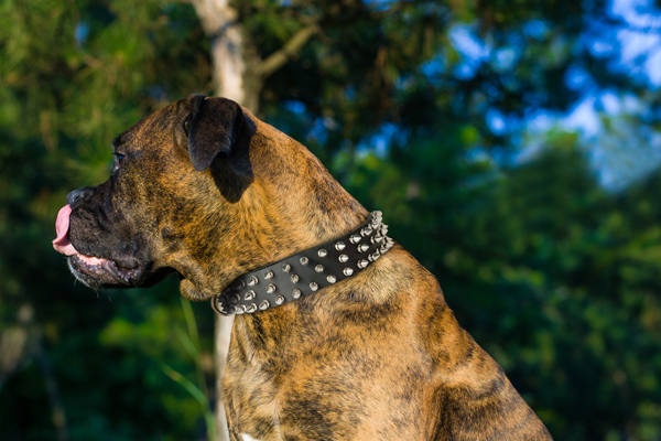 Dog Collar Made of Leather on Boxer