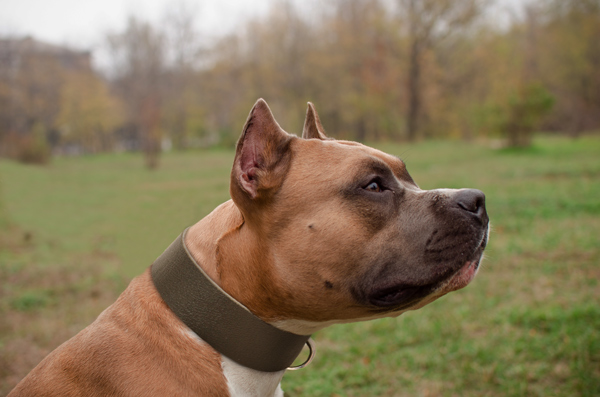 Amstaff wearing a reliable leather dog collar