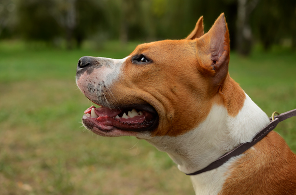 Amstaff wearing a durable leather dog collar
