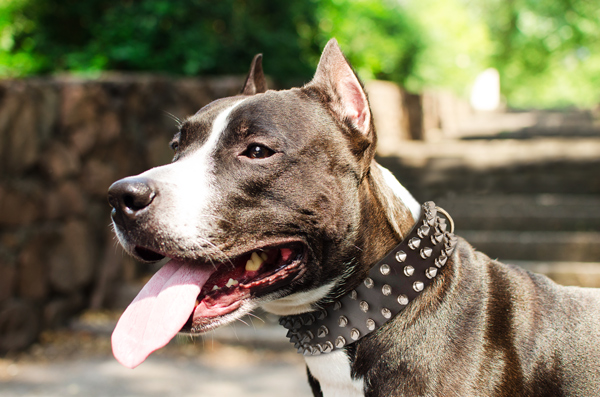 Durable Leather Dog Collar on Amstaff