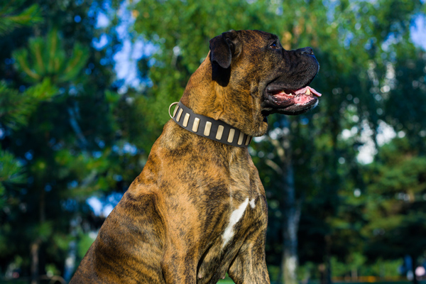 Dog Collar Made of Leather on Boxer