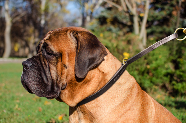 Training Choker Dog Collar on Bullmastiff