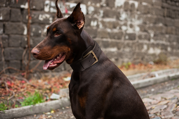 Leather Agitation Doberman Dog Collar