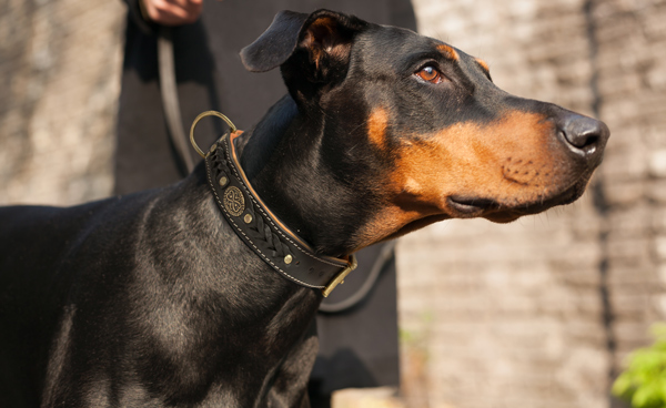 Reliable Walking Dog Collar Made of Leather