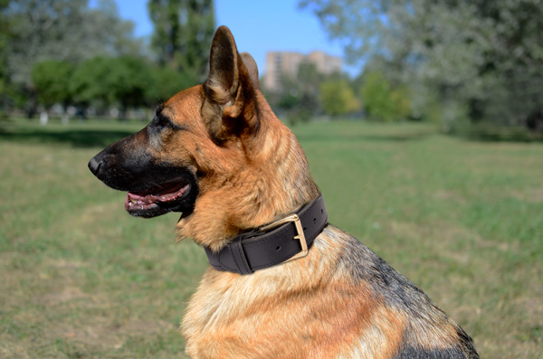 Well-made Leather Dog Collar on German Shepherd