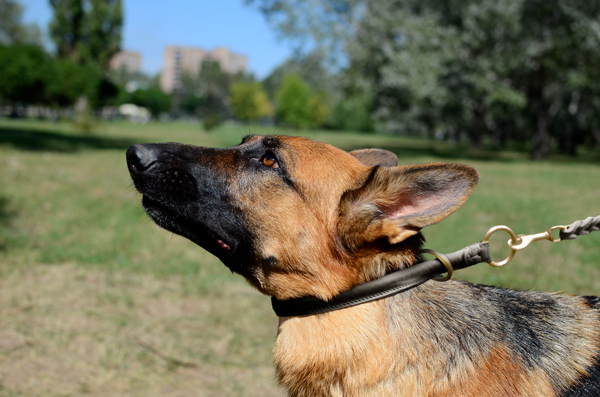 Strong Leather Dog Collar on German Shepherd