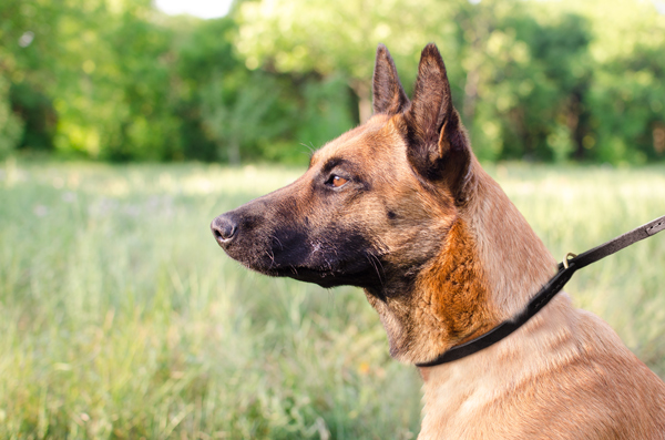 Leather Dog Collar on Malinois