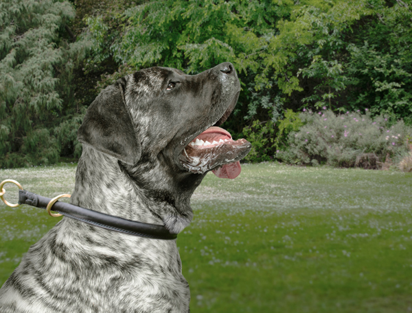 Walking Leather Choke Collar