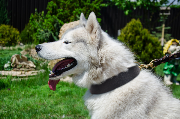 Strong Leather Dog Collar on Siberian Husky