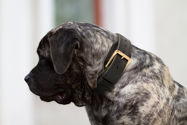 Safe Walking Leather Dog Collar