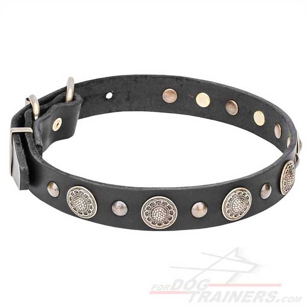 Leather collar with metal circles and studs for your dog