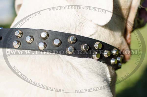 riveted studs on dog collar