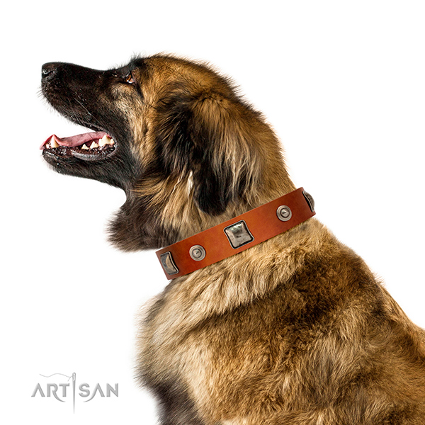 Beautiful leather Leonberger collar for walks