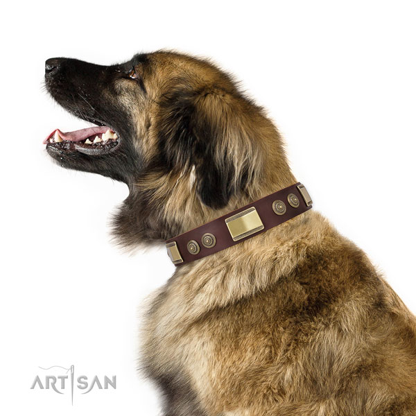 Leonberger stylish walking dog collar of fashionable genuine leather