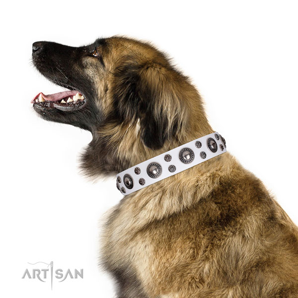 Leonberger fine quality genuine leather dog collar with studs