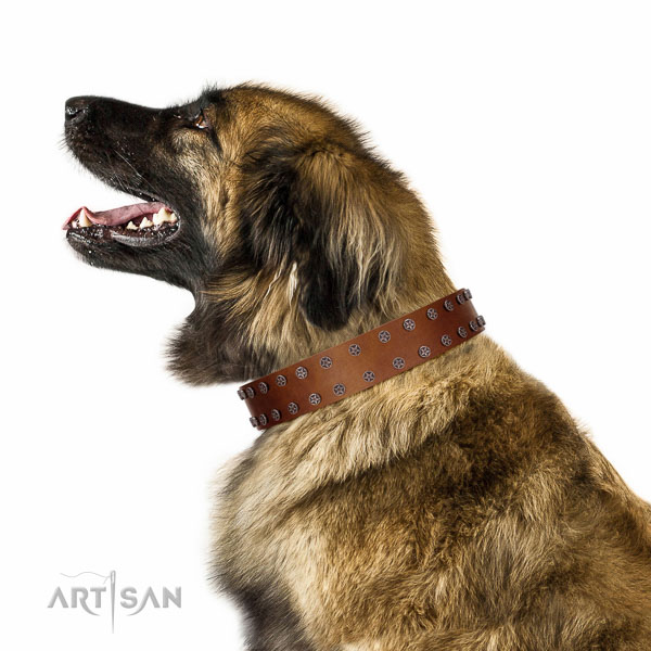 Extraordinary walking tan leather Leonberger collar with chic decorations