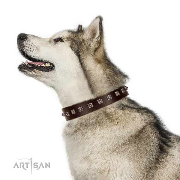 Extraordinary walking brown leather Malamute collar with chic decorations