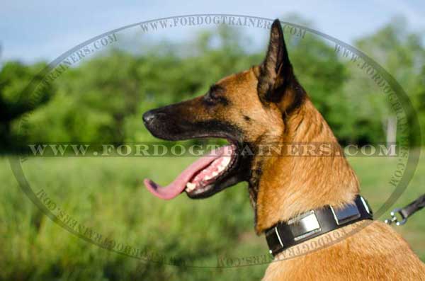 Everyday embellished leather collar for Malinois