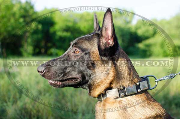 Exquisite leather collar for Malinois