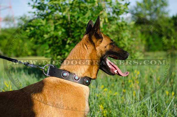 Multifunctional adorned collar made of genuine leather for Malinois