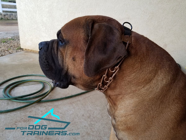 Curogan Dog Prong Collar for Mastiff Behavior Correction