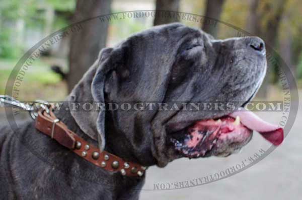 Leather Mastino Napoletano Collar