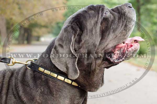 Walking Mastino Napoletano Collar Leather Dog Supply
