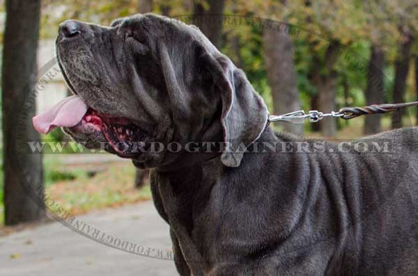 Leather Dog Collar for Mastino Napoletano Breed