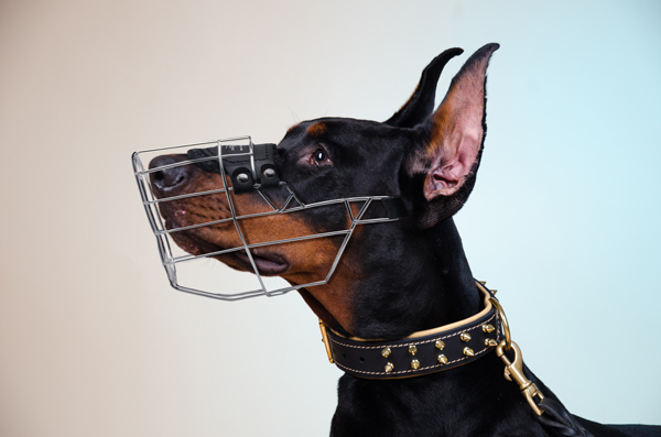 Breathing Metal Dog Collar on Doberman