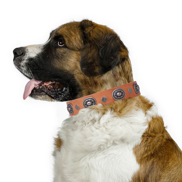 Moscow Watchdog extraordinary leather dog collar with studs