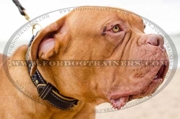 Decorated Leather dog collar with braids Dogue-de-Bordeaux