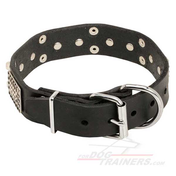 Nickel Plated Fittings on Designer Leather Dog Collar