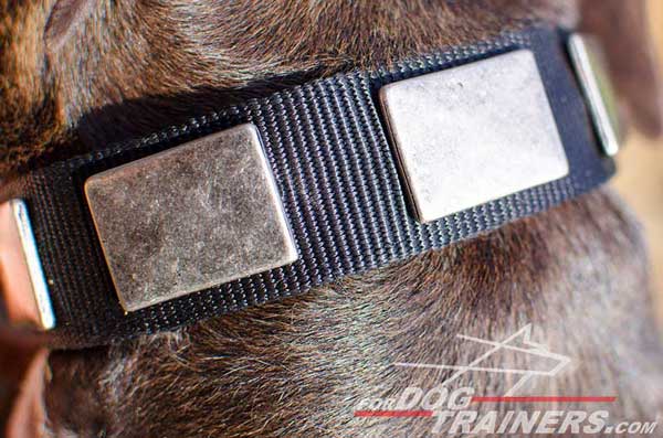 Silver-Like Massive Plates on Pitbull Collar