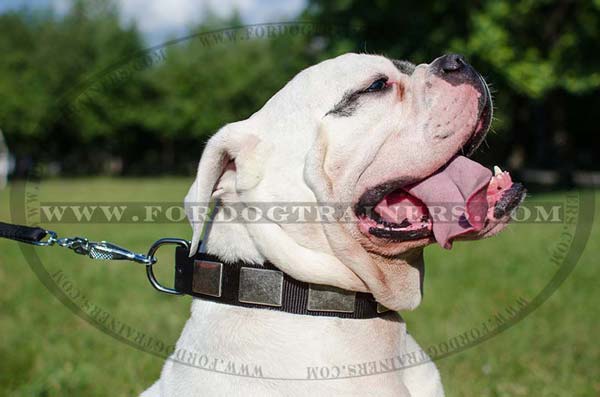 All-weather Nylon American Bulldog Collar