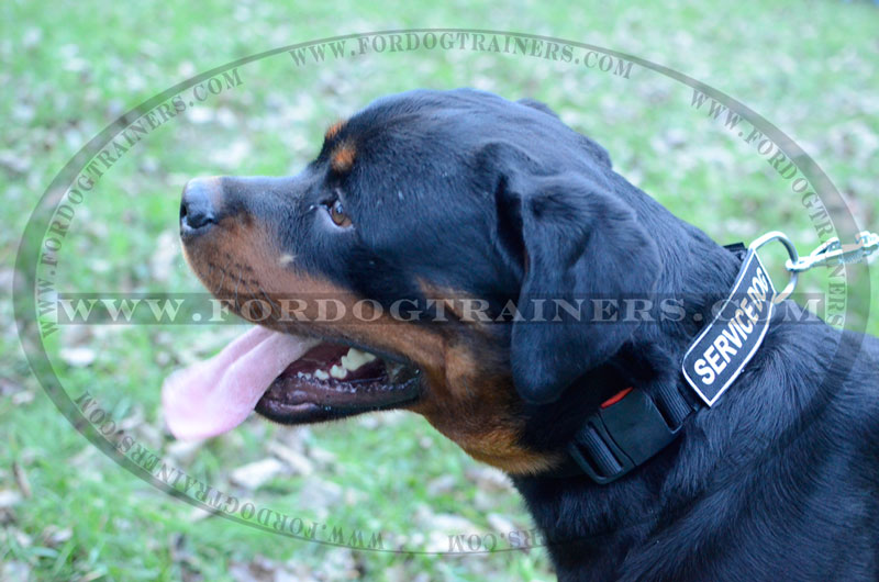 Get Nylon Rottweiler Collar, Velcro Patches