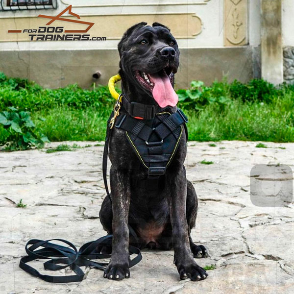 Waterproof Nylon Dog Collar with Handle